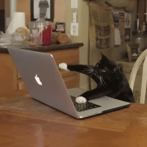 Katze tippt fleißig auf der Tastatur